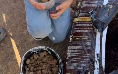 La Salle Pont d’Inca da la bienvenida al curso con la dinámica “El árbol de la clase”